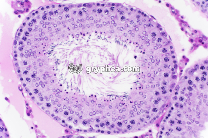 Testicule de Cobaye x100 - gryphea.com